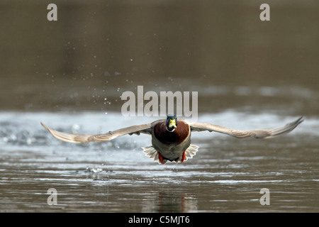 Mallard Duck (Anas platyrhynchos). Drake in breeding plumage starting from water. Stock Photo