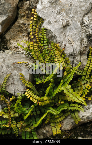 Maidenhair Spleenwort - Asplenium trichomanes On Burren Limestone Wall Stock Photo