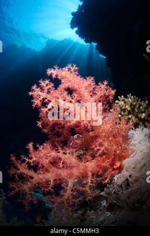 Beautiful coral reef, Ras Zatar, Ras Mohammed national park, Sinai, Egypt, Red Sea Stock Photo