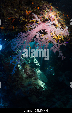 Beautiful coral reef, Ras Zatar, Ras Mohammed national park, Sinai, Egypt, Red Sea Stock Photo