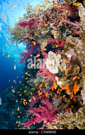 Typical Red Sea coral reef, Straits of Tiran, Red Sea, Egypt Stock Photo