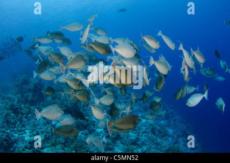 Unicorn fish schooling around Ras Mohammed in annual mating season, Sinai, Egypt, Red Sea Stock Photo