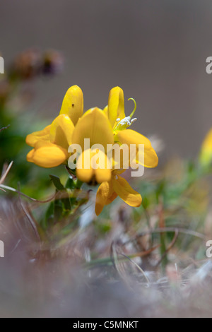 Dyer's Greenweed; Genista tinctoria; Cornwall Stock Photo