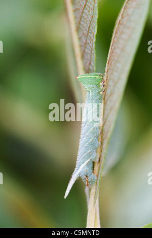 Eyed Hawkmoth Larva; Smerinthus ocellata; Stock Photo