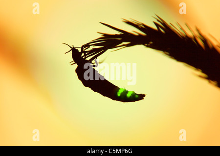 Glow Worm; Lampyris noctiluca; female glowing at night; Cornwall Stock Photo