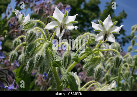 White Borage Borago officinalis alba Stock Photo