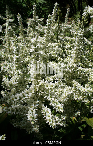 False Helleborine Veratrum album Stock Photo