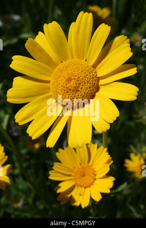Corn Marigold Chrysanthemum segetum Stock Photo