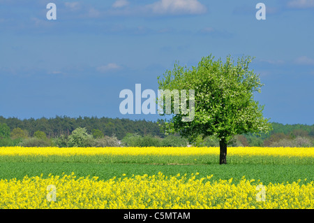 Spring landscape - lonely tree, meadow and blue sky Stock Photo