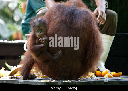 SABAH, MALAYSIAN BORNEO Mother orangutan (Pongo pygmaeus) Britt and her 10-month-old baby Charlie interact on a feeding platform Stock Photo