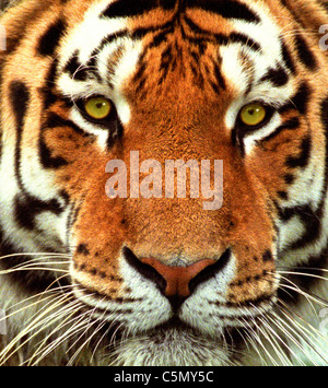 A tiger's head this is a Siberian tiger (Panthera tigris altaica). From the archives of Press Portrait Service (formerly Press Portrait Bureau) Stock Photo