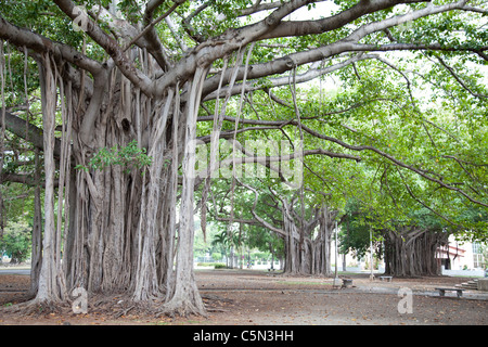 banyan tree (ficus benghalensis) unusual tree roots grow from branches Havana Cuba Stock Photo