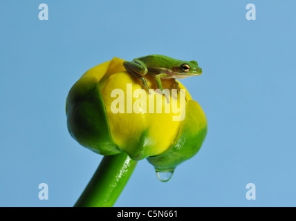 Florida Green Tree Frog sitting atop a water lily. Stock Photo