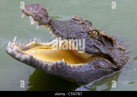 Side view of Crocodile with mouth open Stock Photo