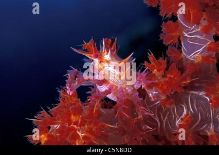 Soft Coral Crab, Hoplophrys oatesii, Kimbe Bay, New Britain, Papua New Guinea Stock Photo
