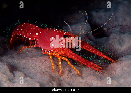 Red Reef Lobster on Barrel Sponge, Enoplometopus occidentalis, Kimbe Bay, New Britain, Papua New Guinea Stock Photo