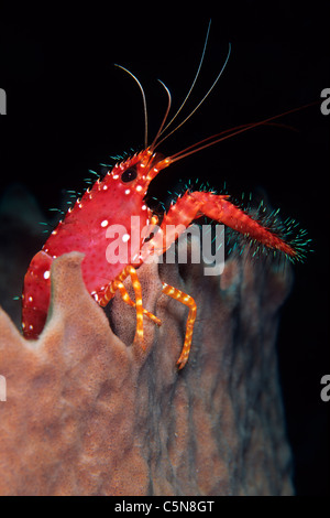 Red Reef Lobster on Barrel Sponge, Enoplometopus occidentalis, Kimbe Bay, New Britain, Papua New Guinea Stock Photo