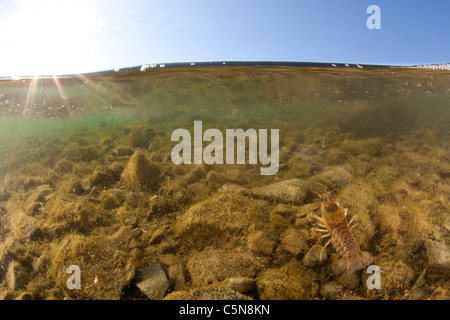 Crayfish in Lake, Orconectes limosus, Lake Lugano, Ticino, Switzerland Stock Photo