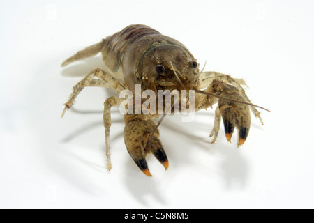 North American Crayfish, Orconectes limosus, Lake Lugano, Ticino, Switzerland Stock Photo