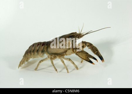 North American Crayfish, Orconectes limosus, Lake Lugano, Ticino, Switzerland Stock Photo