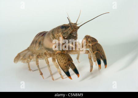 North American Crayfish, Orconectes limosus, Lake Lugano, Ticino, Switzerland Stock Photo