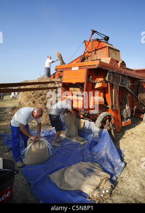 A vintage threshing machine in action at a countryside show at Pianella in Italy. Stock Photo