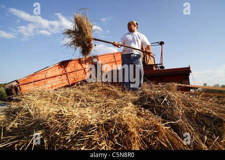 A vintage threshing machine in action at a countryside show at Pianella in Italy. Stock Photo