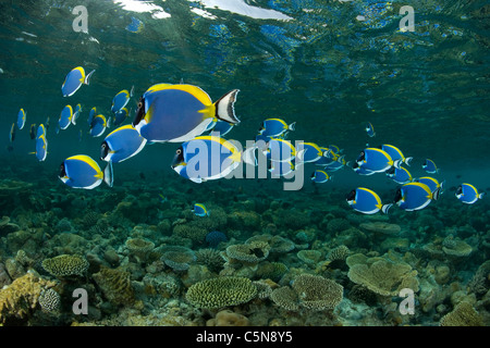 Shoal of Powder-blue Surgeonfish, Acanthurus leucosternon, Indian Ocean, Maldives Stock Photo