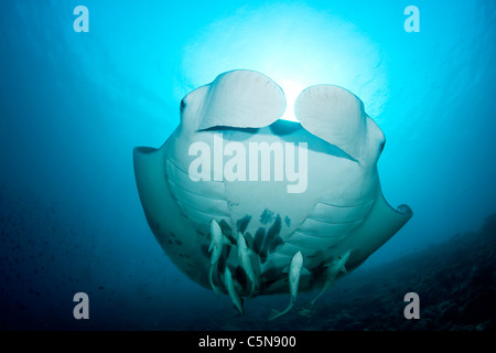 Manta, Manta birostris, Indian Ocean, Maldives Stock Photo