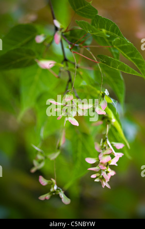 Japanese maple seeds Stock Photo