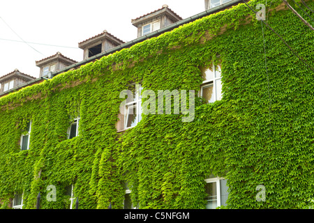 House covered with ivy, only windows can see Stock Photo