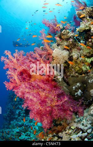 Rich coral reef, Straits of Tiran, Red Sea, Sinai, Egypt Stock Photo ...