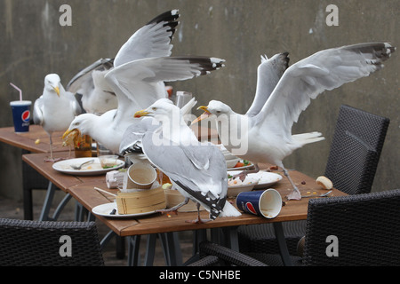 Seagulls pictured eating leftover food from a pub table in Brighton, East Sussex, UK. Stock Photo