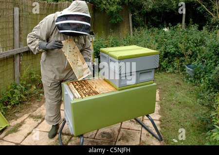 Beekeeper inspecting a plastic bee hive Stock Photo