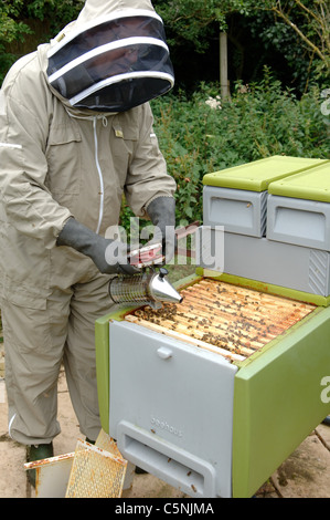 Beekeeper inspecting a plastic bee hive Stock Photo