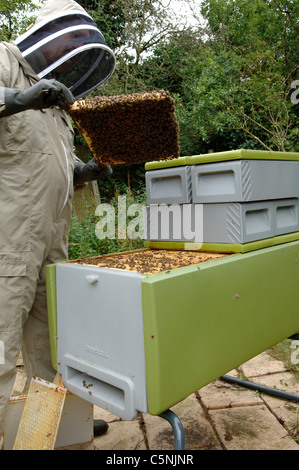 Beekeeper inspecting a plastic bee hive Stock Photo