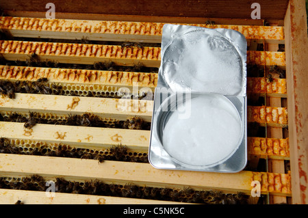 Treating a bee hive with Apiguard to treat Varroa mite Stock Photo