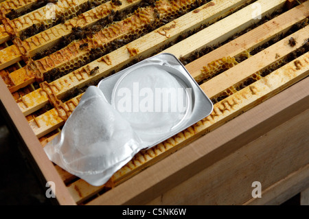 Treating a bee hive with Apiguard to treat Varroa mite Stock Photo