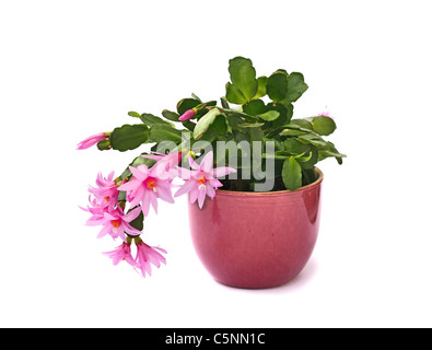 a beautiful cactus flower isolated on white Stock Photo