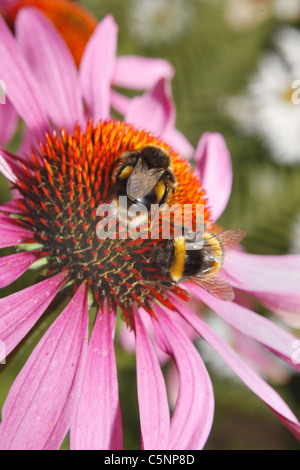 image of buff-tailed bumble bees on purple coneflowers in garden Echinacea Bombus terrestris
