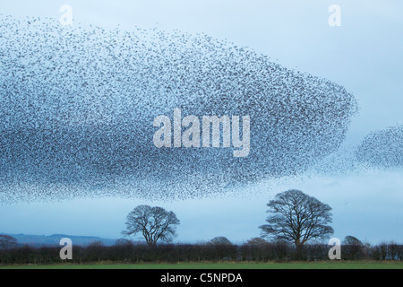 Starling - Gathering in huge flock at roost site Sturnus vulgaris Southern Scotland BI020518  Stock Photo