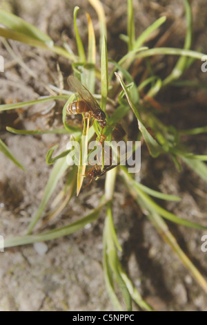 Flying red ants in garden. Worksop, Notts, England Myrmica rubra Stock Photo