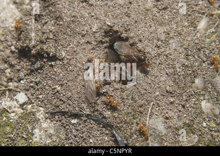 Flying red ants in garden. Worksop, Notts, England Myrmica rubra Stock Photo