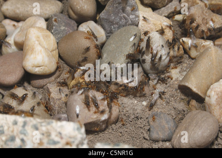 Flying red ants in garden. Worksop, Notts, England Myrmica rubra Stock Photo