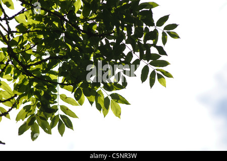 Ash tree, Fraxinus excelsior, looking up at leaves in summer Stock Photo