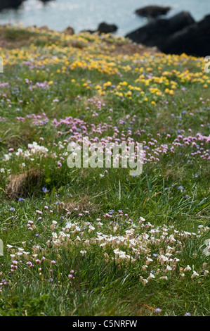 South Pembrokeshire cliff tops with Sea Campion, Sea Thrift and other wildflowers in Spring Stock Photo