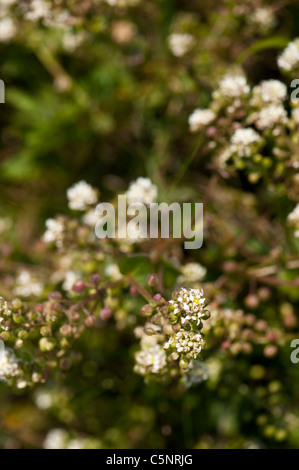 Common Scurvy Grass, Cochlearia officinalis, in flower Stock Photo