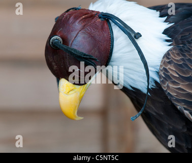 Bald eagle (Haliaeetus leucocephalus) wearing falconry hood Stock Photo