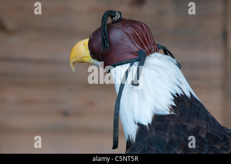 Bald eagle (Haliaeetus leucocephalus) wearing falconry hood Stock Photo