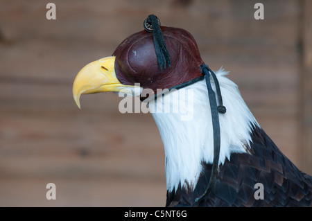 Bald eagle (Haliaeetus leucocephalus) wearing falconry hood Stock Photo